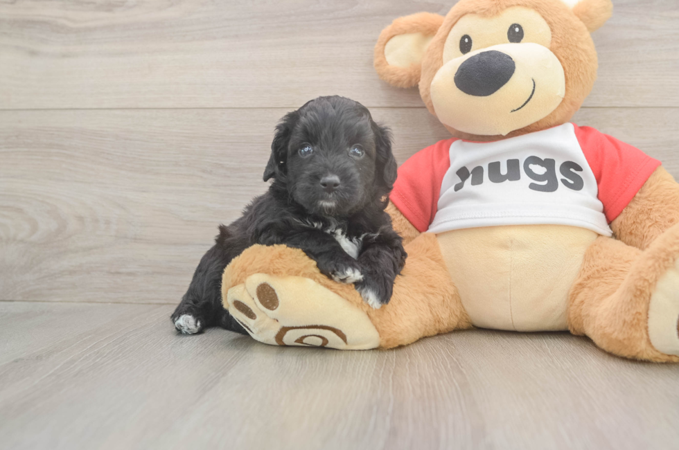 5 week old Mini Aussiedoodle Puppy For Sale - Puppy Love PR