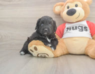 6 week old Mini Aussiedoodle Puppy For Sale - Puppy Love PR 6 week old Mini Aussiedoodle Puppy For Sale - Puppy Love PR