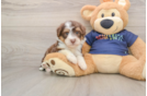 Mini Aussiedoodle Puppy for Adoption