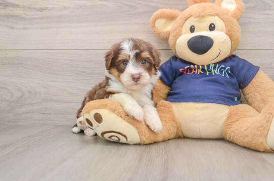 Mini Aussiedoodle Puppy for Adoption
