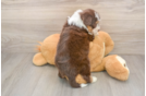 Adorable Aussiepoo Poodle Mix Puppy