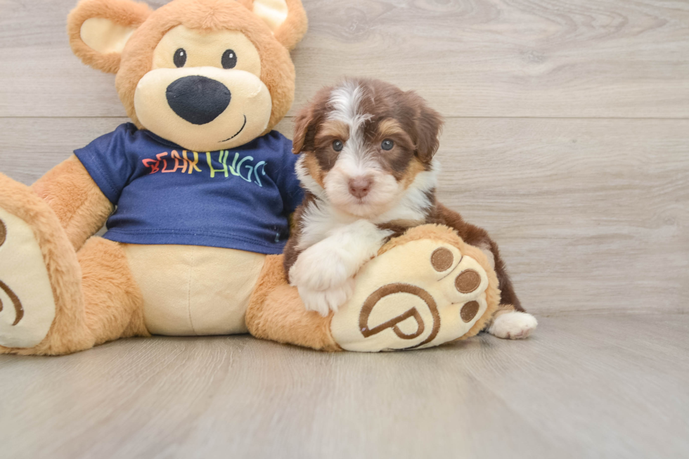Mini Aussiedoodle Pup Being Cute