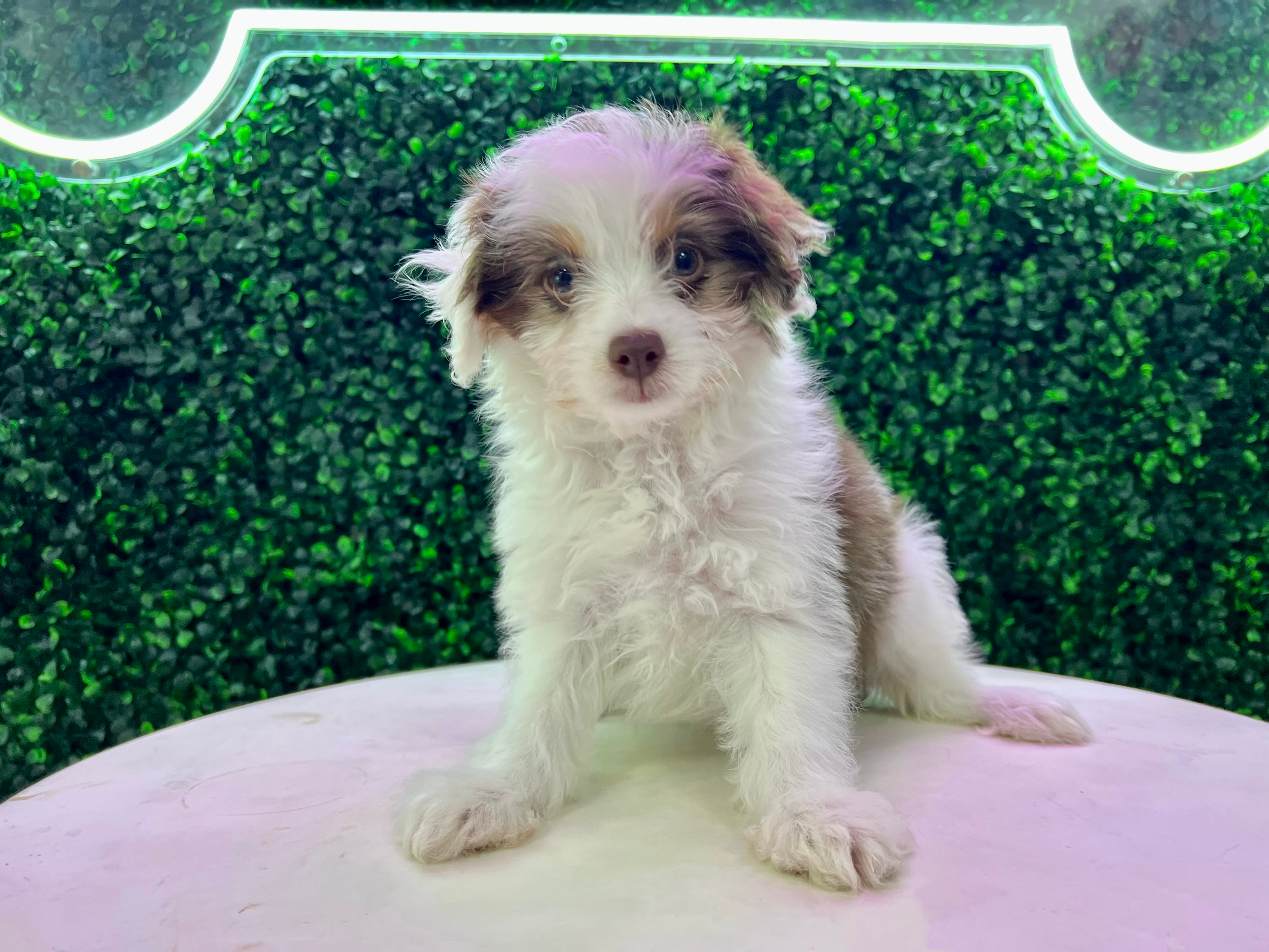 Mini Aussiedoodle Puppy for Adoption