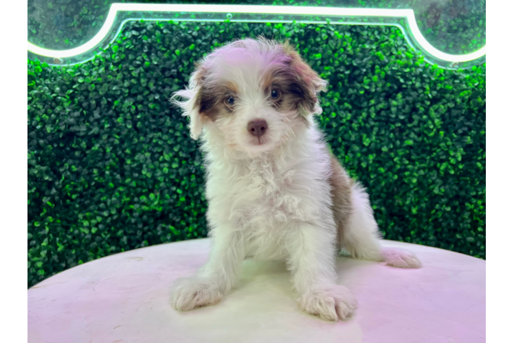 Meet Nightingale - our Mini Aussiedoodle Puppy Photo 1/4 - Puppy Love PR Mini Aussiedoodle Puppy for Adoption