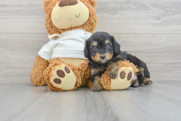 Meet Nightingale - our Mini Aussiedoodle Puppy Photo 1/3 - Puppy Love PR Mini Aussiedoodle Puppy for Adoption