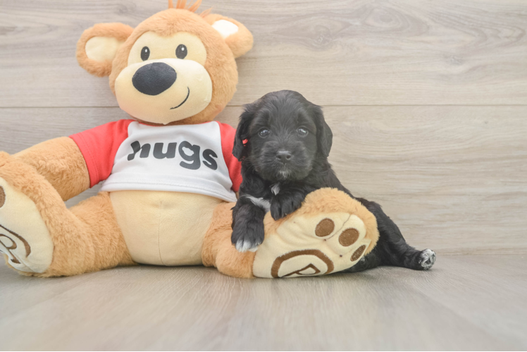 Mini Aussiedoodle Puppy for Adoption