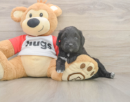 7 week old Mini Aussiedoodle Puppy For Sale - Puppy Love PR