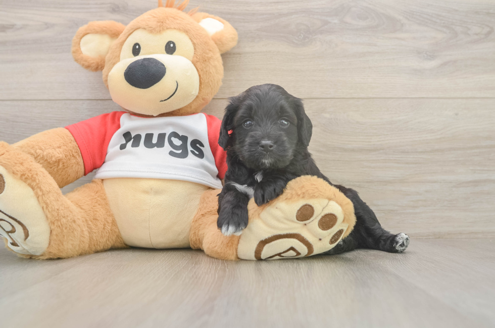 5 week old Mini Aussiedoodle Puppy For Sale - Puppy Love PR