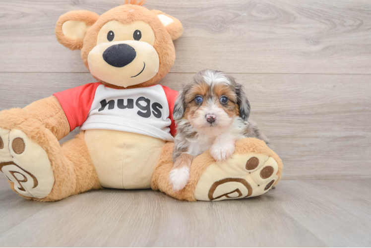 Smart Mini Aussiedoodle Poodle Mix Pup