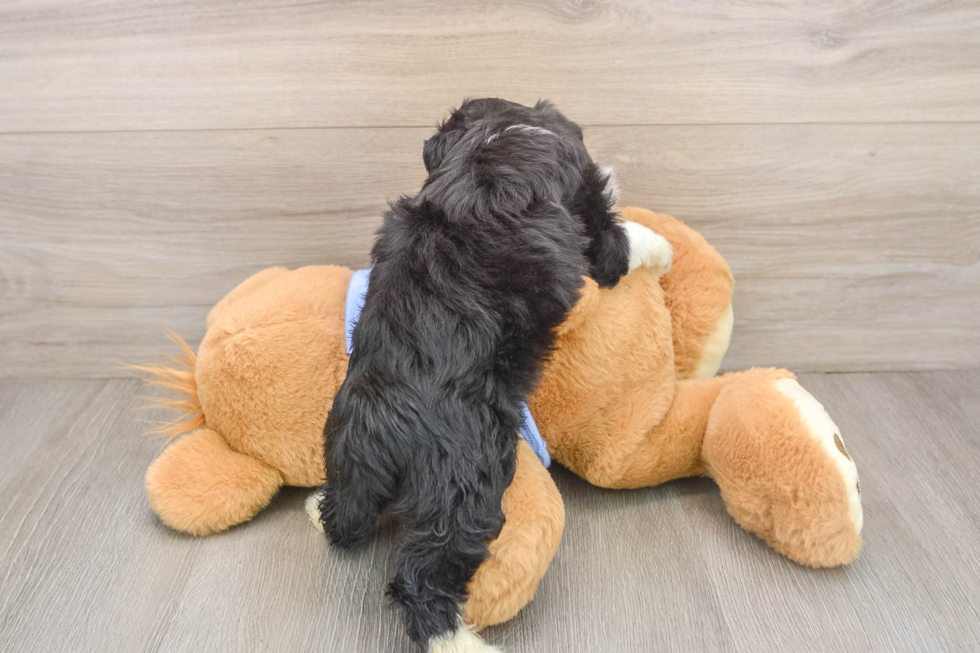 Mini Aussiedoodle Pup Being Cute