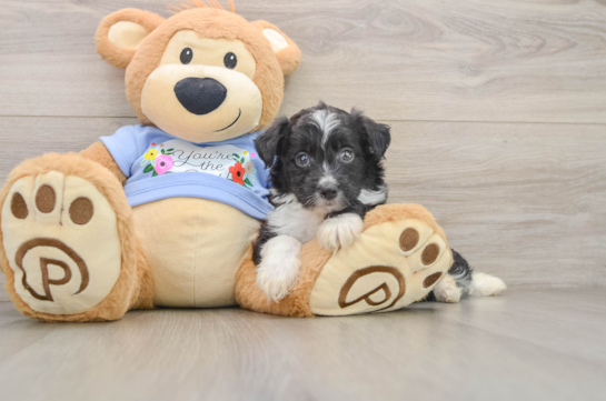 Adorable Aussiepoo Poodle Mix Puppy