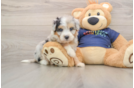 Funny Mini Aussiedoodle Poodle Mix Pup
