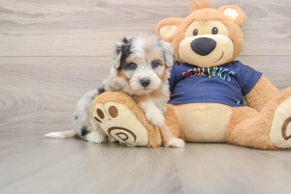 Funny Mini Aussiedoodle Poodle Mix Pup