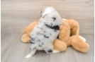 Fluffy Mini Aussiedoodle Poodle Mix Pup