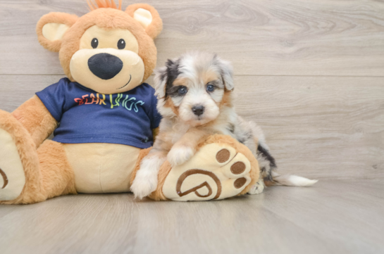 Mini Aussiedoodle Puppy for Adoption