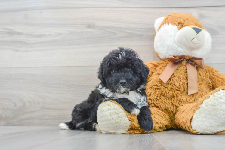 Hypoallergenic Aussiepoo Poodle Mix Puppy