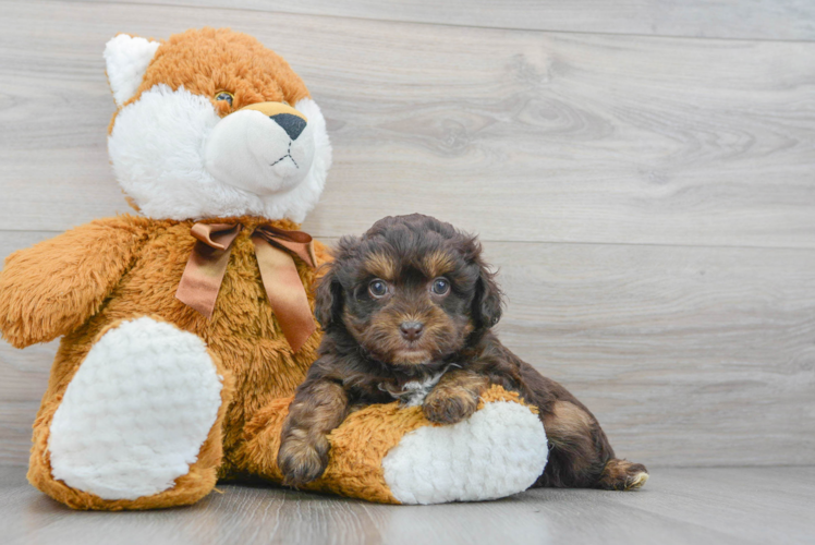 Meet Nightingale - our Mini Aussiedoodle Puppy Photo 1/3 - Puppy Love PR Happy Mini Aussiedoodle Baby