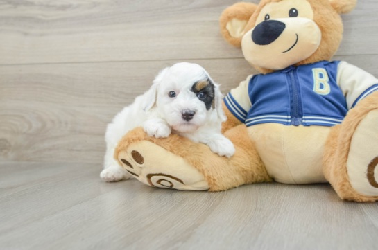 Friendly Mini Aussiedoodle Baby