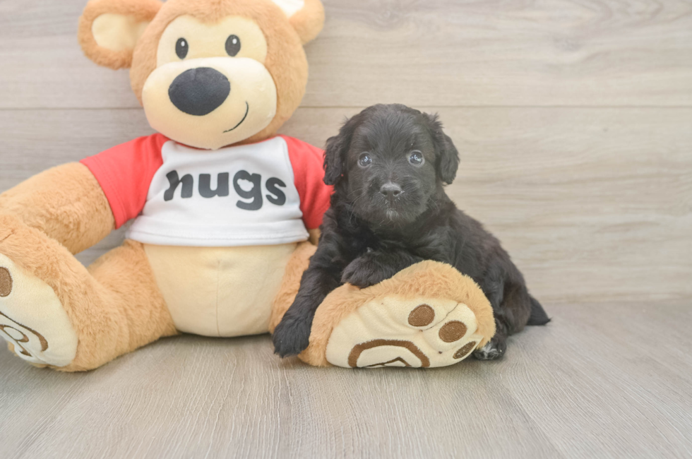 5 week old Mini Aussiedoodle Puppy For Sale - Puppy Love PR