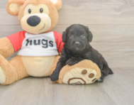6 week old Mini Aussiedoodle Puppy For Sale - Puppy Love PR 6 week old Mini Aussiedoodle Puppy For Sale - Puppy Love PR