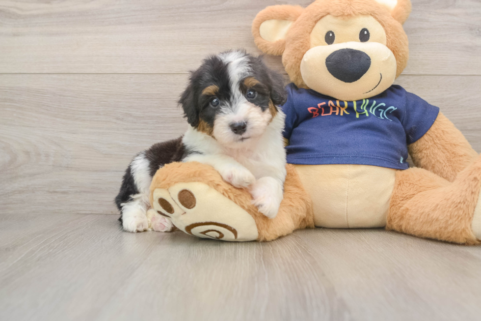 Energetic Aussiepoo Poodle Mix Puppy