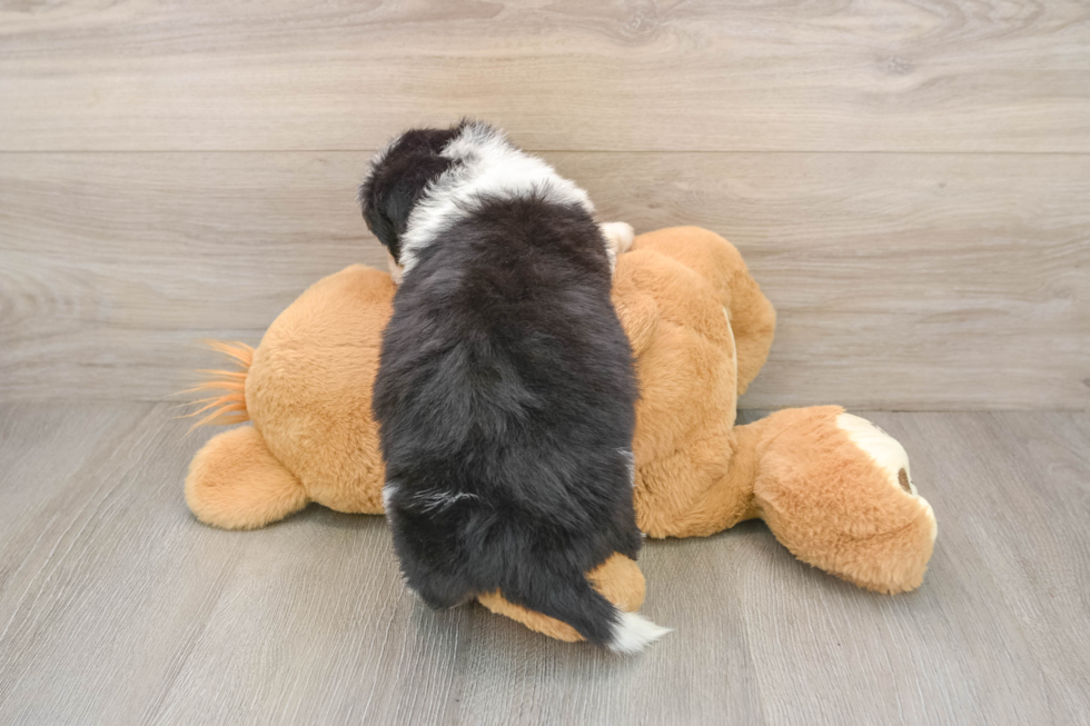 Mini Aussiedoodle Pup Being Cute