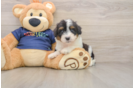 Adorable Aussiepoo Poodle Mix Puppy