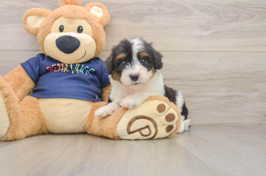 Adorable Aussiepoo Poodle Mix Puppy