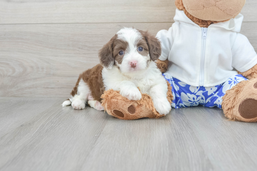 5 week old Mini Aussiedoodle Puppy For Sale - Puppy Love PR
