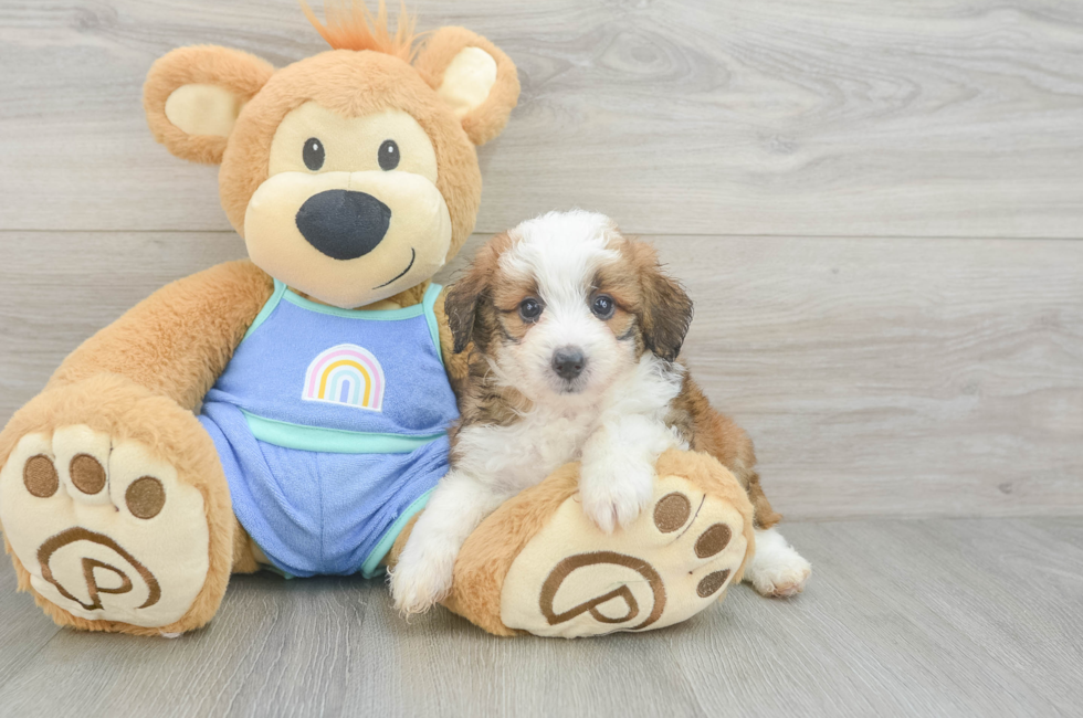 5 week old Mini Aussiedoodle Puppy For Sale - Puppy Love PR