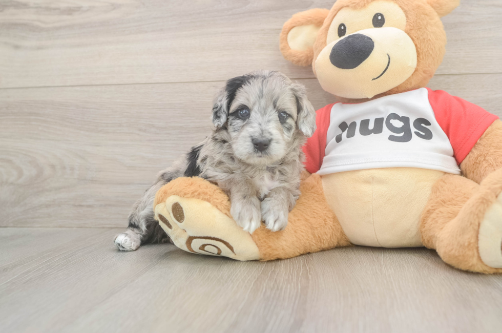 5 week old Mini Aussiedoodle Puppy For Sale - Puppy Love PR