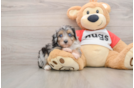 Little Mini Aussiepoo Poodle Mix Puppy
