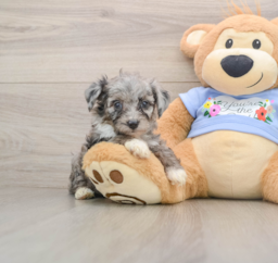 7 week old Mini Aussiedoodle Puppy For Sale - Puppy Love PR