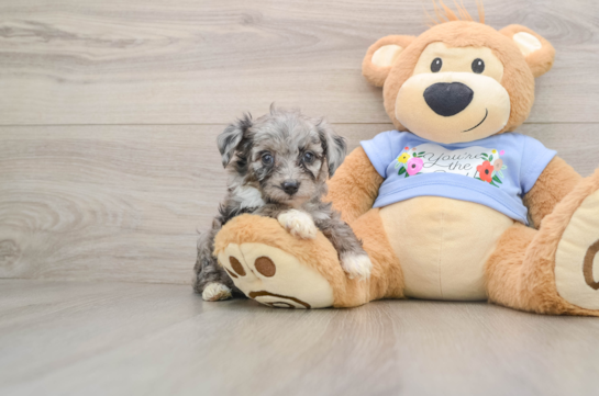Best Mini Aussiedoodle Baby