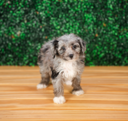 9 week old Mini Aussiedoodle Puppy For Sale - Puppy Love PR