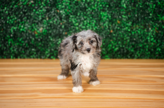 Mini Aussiedoodle Puppy for Adoption