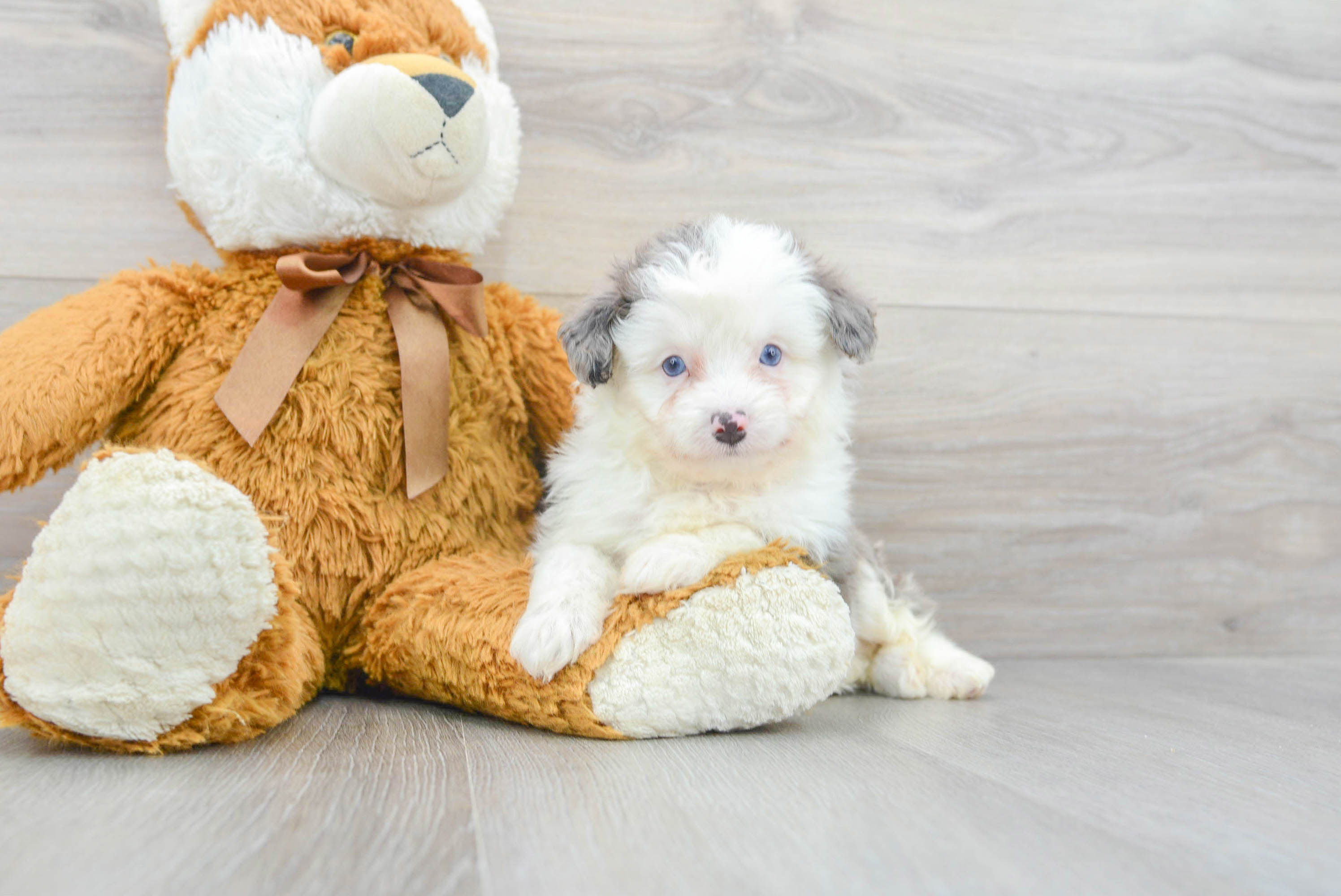 Cute Mini Aussiedoodle Baby