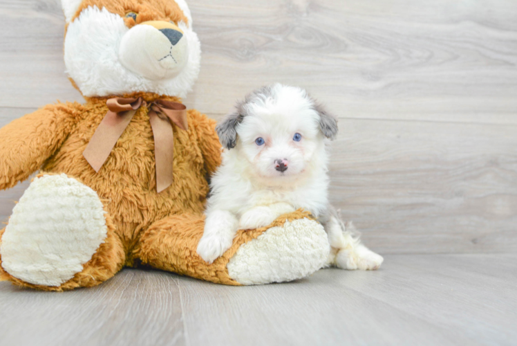 Cute Mini Aussiedoodle Baby