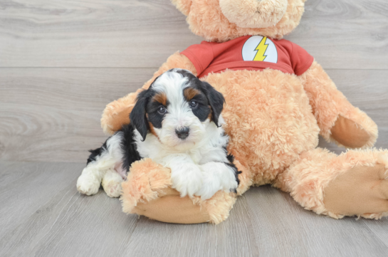 Petite Mini Aussiedoodle Poodle Mix Pup