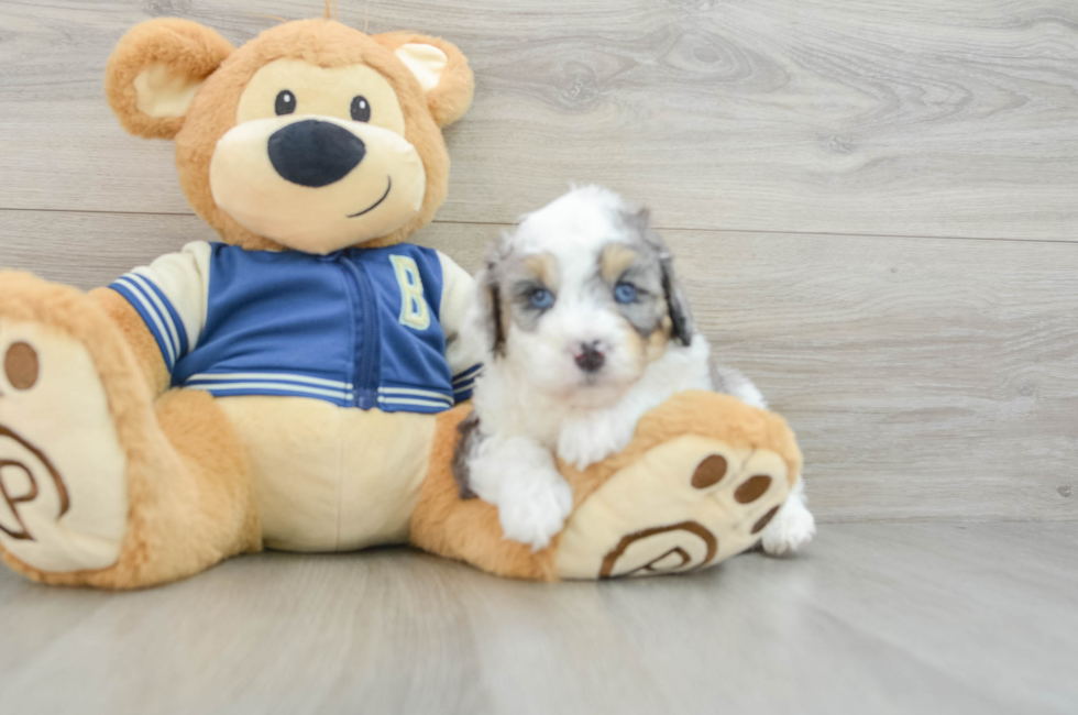 5 week old Mini Aussiedoodle Puppy For Sale - Puppy Love PR