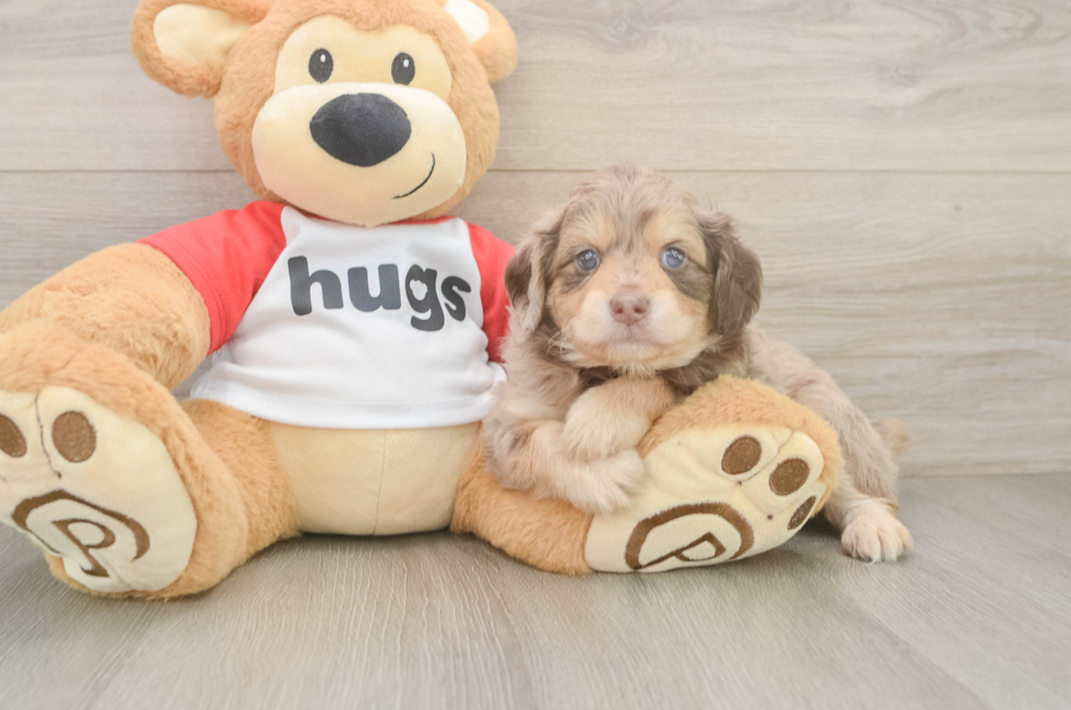 6 week old Mini Aussiedoodle Puppy For Sale - Puppy Love PR
