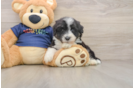 Friendly Mini Aussiedoodle Baby