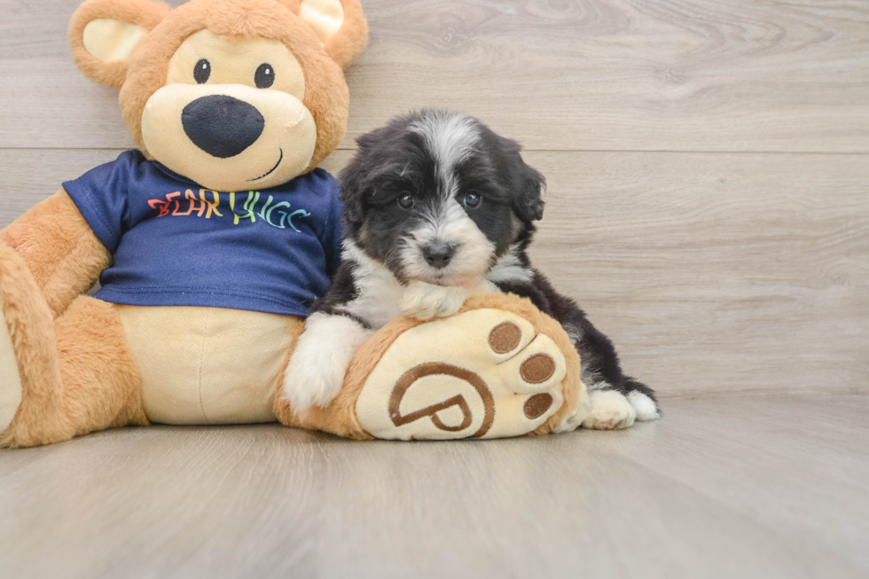 Friendly Mini Aussiedoodle Baby
