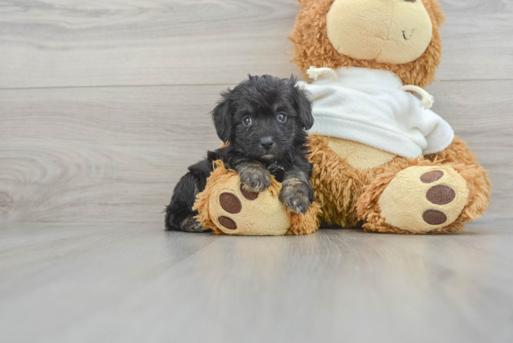 Meet Obi-Wan - our Mini Aussiedoodle Puppy Photo 1/3 - Puppy Love PR Mini Aussiedoodle Puppy for Adoption