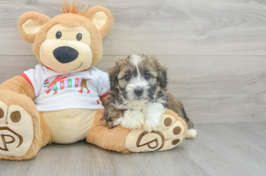 Mini Aussiedoodle Pup Being Cute