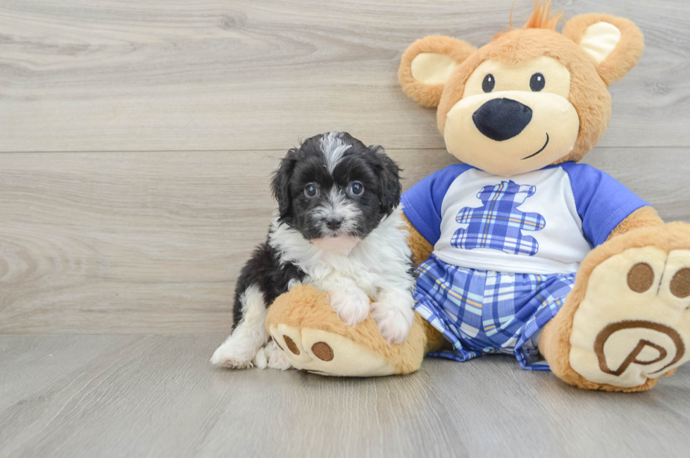 6 week old Mini Aussiedoodle Puppy For Sale - Puppy Love PR