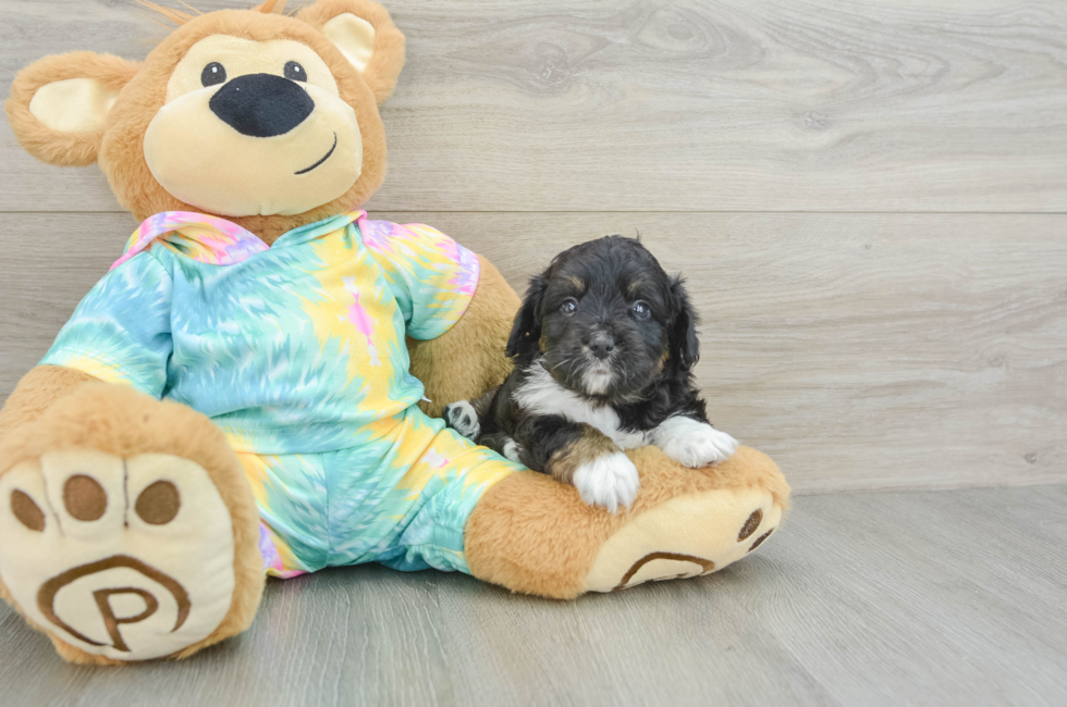 5 week old Mini Aussiedoodle Puppy For Sale - Puppy Love PR