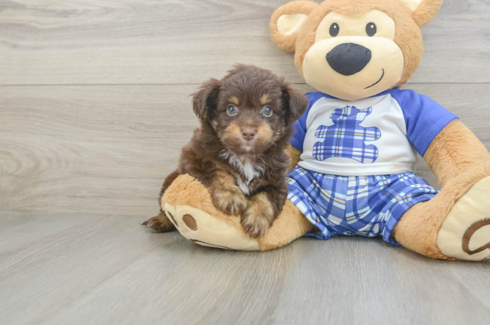 6 week old Mini Aussiedoodle Puppy For Sale - Puppy Love PR