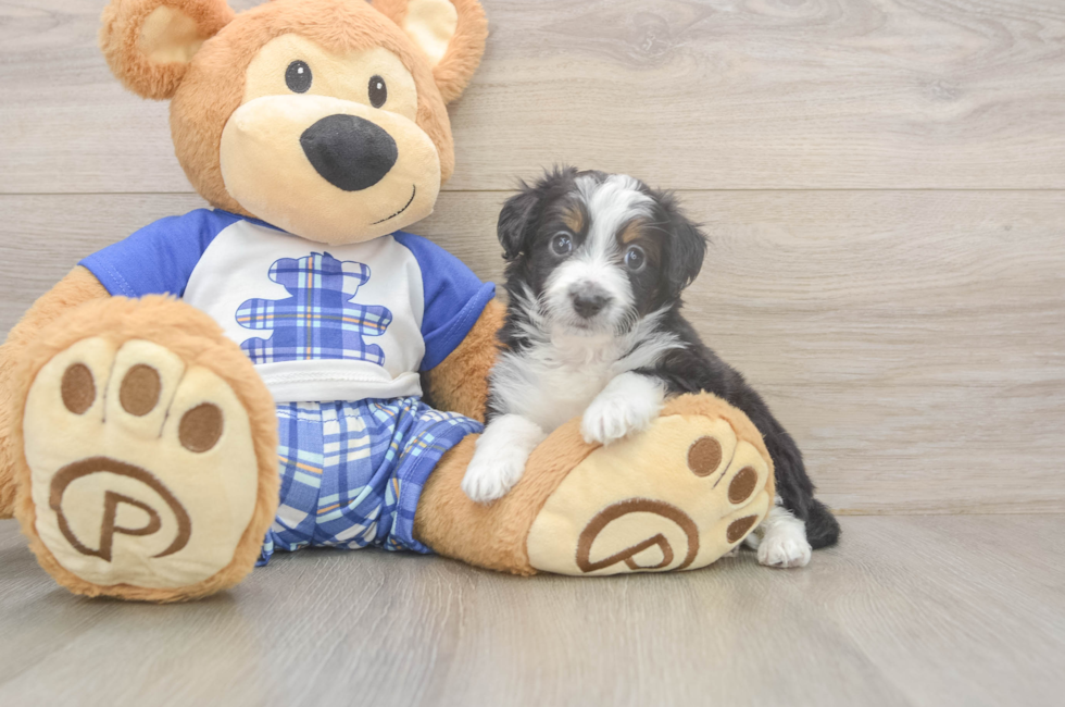 5 week old Mini Aussiedoodle Puppy For Sale - Puppy Love PR