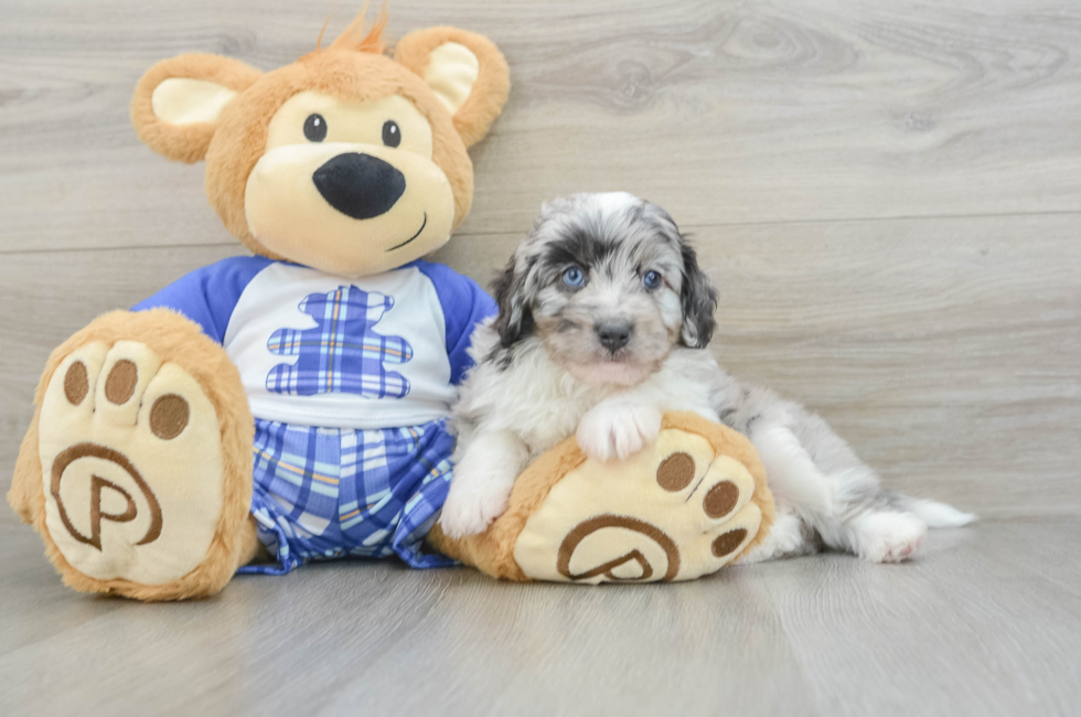 6 week old Mini Aussiedoodle Puppy For Sale - Puppy Love PR